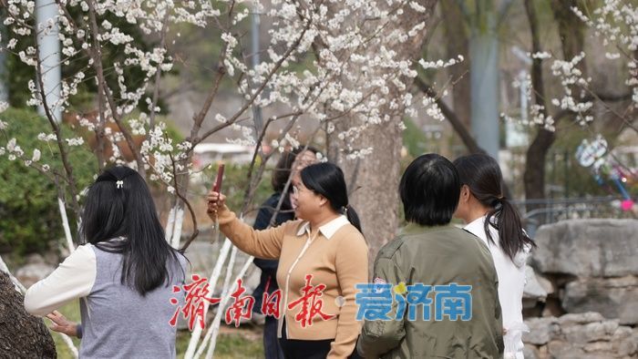 济南泉城公园“梅杏争春”醉游人