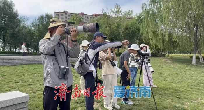 观鸟志愿行遇惊喜，珍稀鸟类棉凫现身华山湖