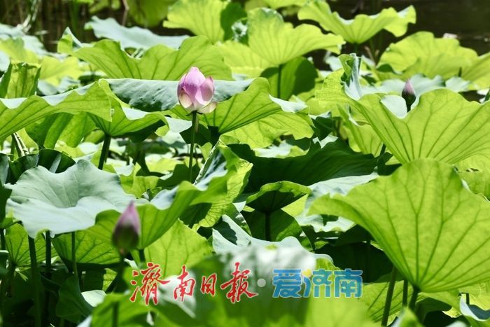 一年四季 泉在济南丨泉城公园荷花初绽 扮靓济南仲夏