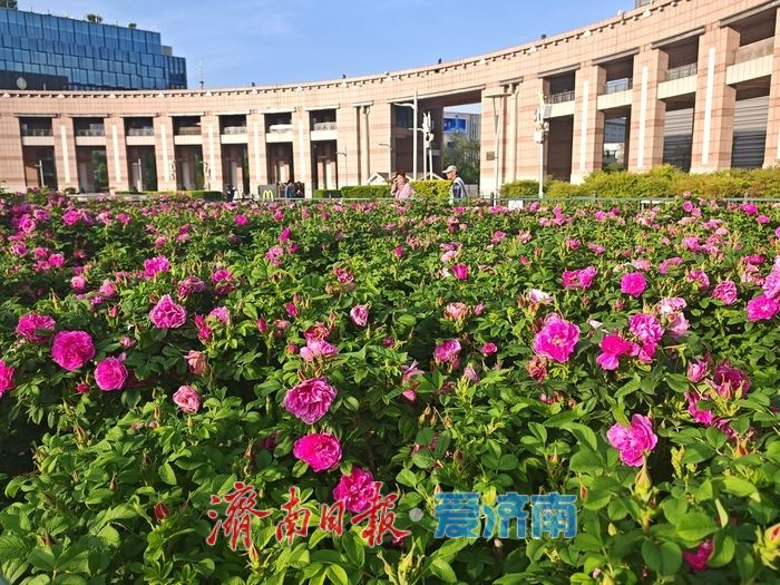 玫瑰花开 浪漫泉城