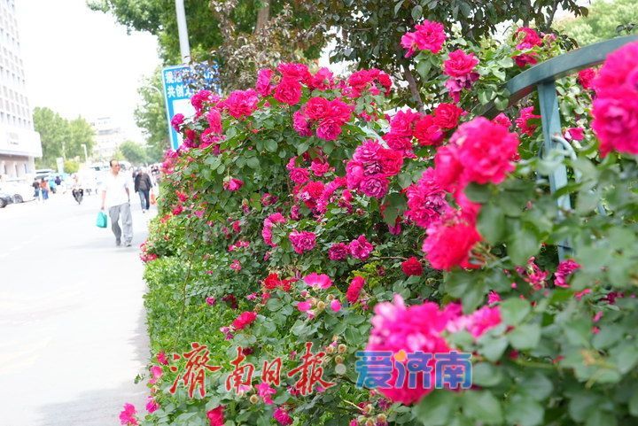济泺路百米“月季花墙” 铺展泉城初夏诗意长卷