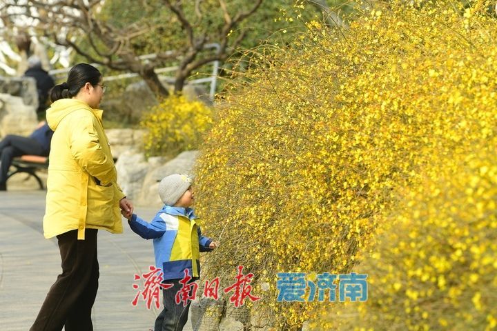 皎皎玉兰花，望春展笑颜