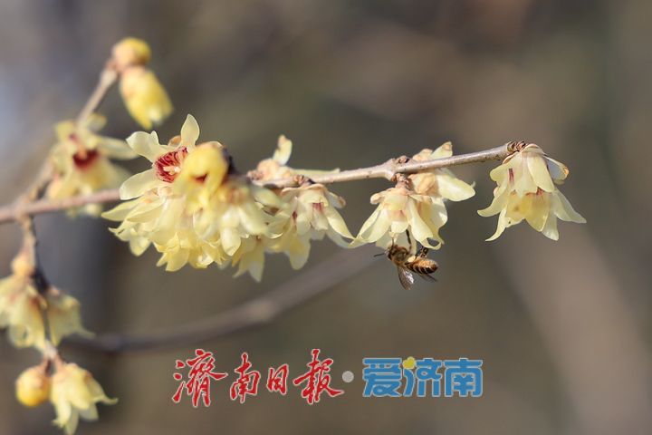 一年四季 泉在济南丨一抹金黄报春来 泉城公园蜡梅竞相开放
