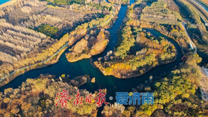 芦花纷飞裹碧湖 初冬湿地美如画——济西国家湿地公园诗意灵动