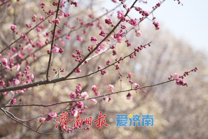 济南大明湖畔玉兰花红梅竞放 春日盛景引游客打卡