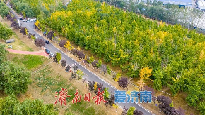 黄河岸秋意渐浓！济南沿黄九美银杏林悄然转黄 半月后迎盛景