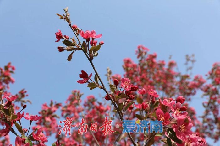 春日暖阳，带你奔赴浪漫花约，济南市特色林果赏花攻略来啦→
