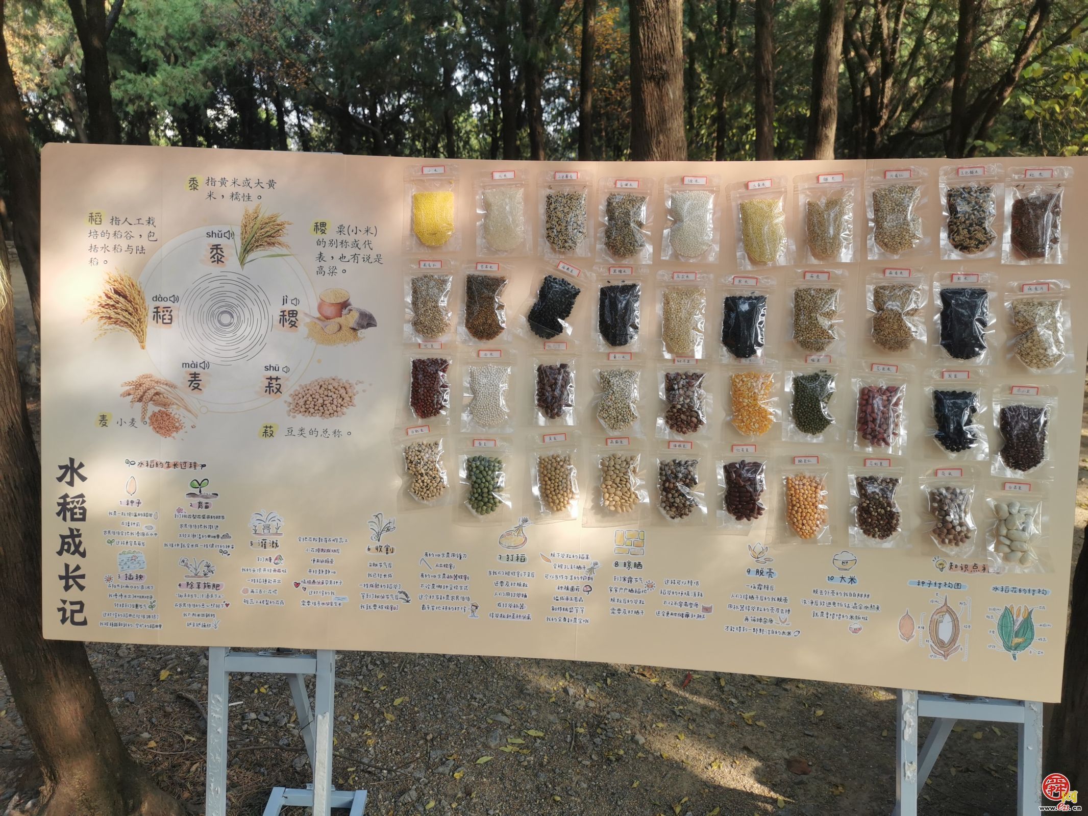 “ 香山韵 六里情”——济南市六里山小学举办香山赏秋诗词会 多元活动构建家校社协同育人新生态