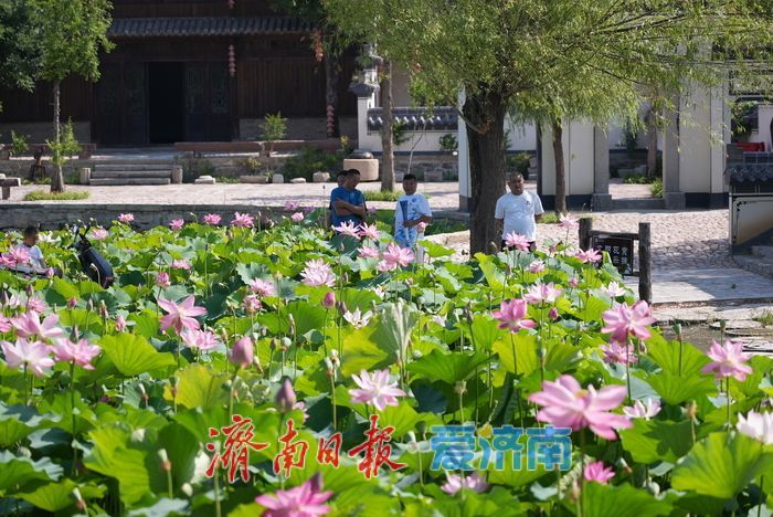一年四季 泉在济南丨“小江南”荷风送香 夏日赏荷正当时