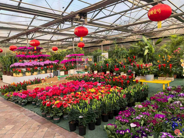 花漾齐鲁·喜迎新春 2026年宵花市盛大开幕
