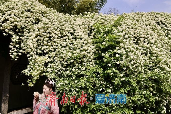 趵突泉木香盛开 花香满庭引客来