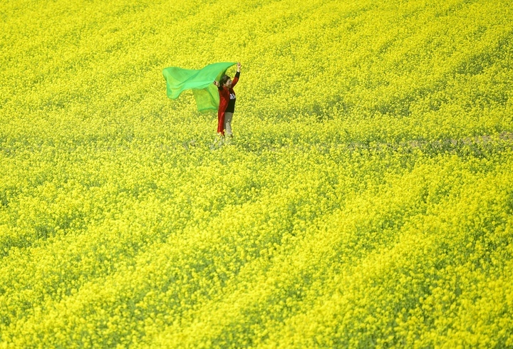 仲春时节满眼金，油菜花开遍地黄 