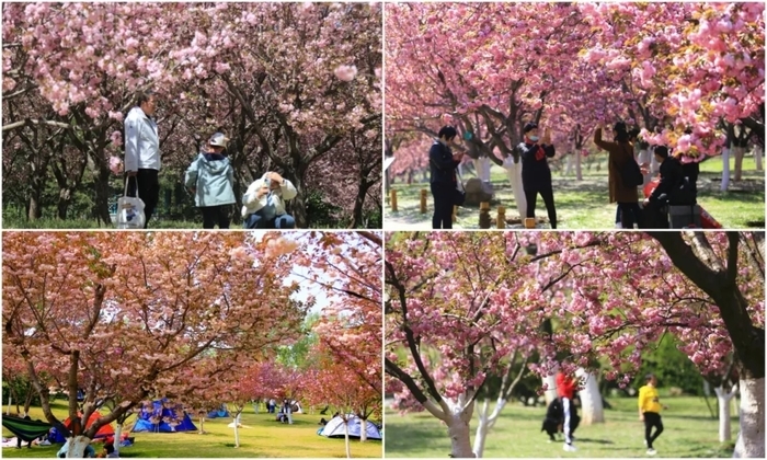 一年四季 泉在济南｜济南植物园“樱落花间宴”约您共赴自然与美食交融的绮梦之约
