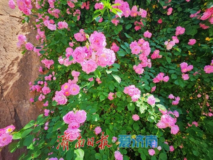 月季盛放映青山 花香满溢醉南山