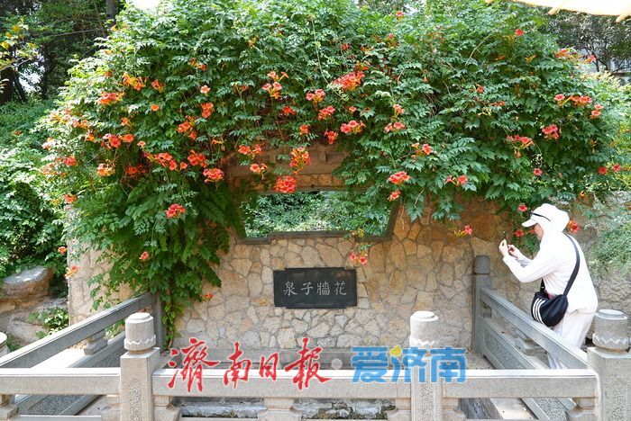 一年四季 泉在济南丨花墙子泉畔凌霄开 花泉相映尽显泉城诗意
