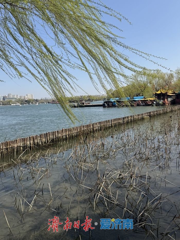 大明湖新柳残荷相映 绘就吴冠中笔下水墨春景