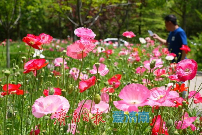 一年四季 泉在济南｜五彩虞美人绽放英雄山，游客沉醉花海忙定格