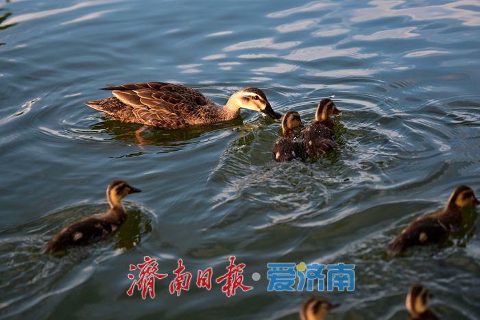 一年四季 泉在济南 