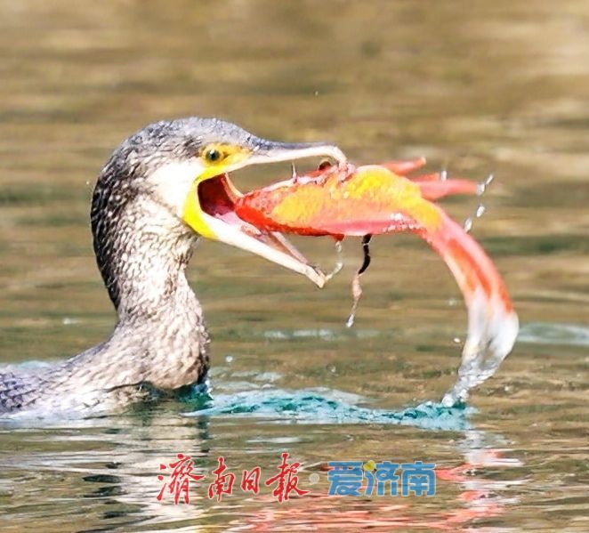 十年“打鸟”记录完整生态改善链条 济南生态向好引鸟类“安家”