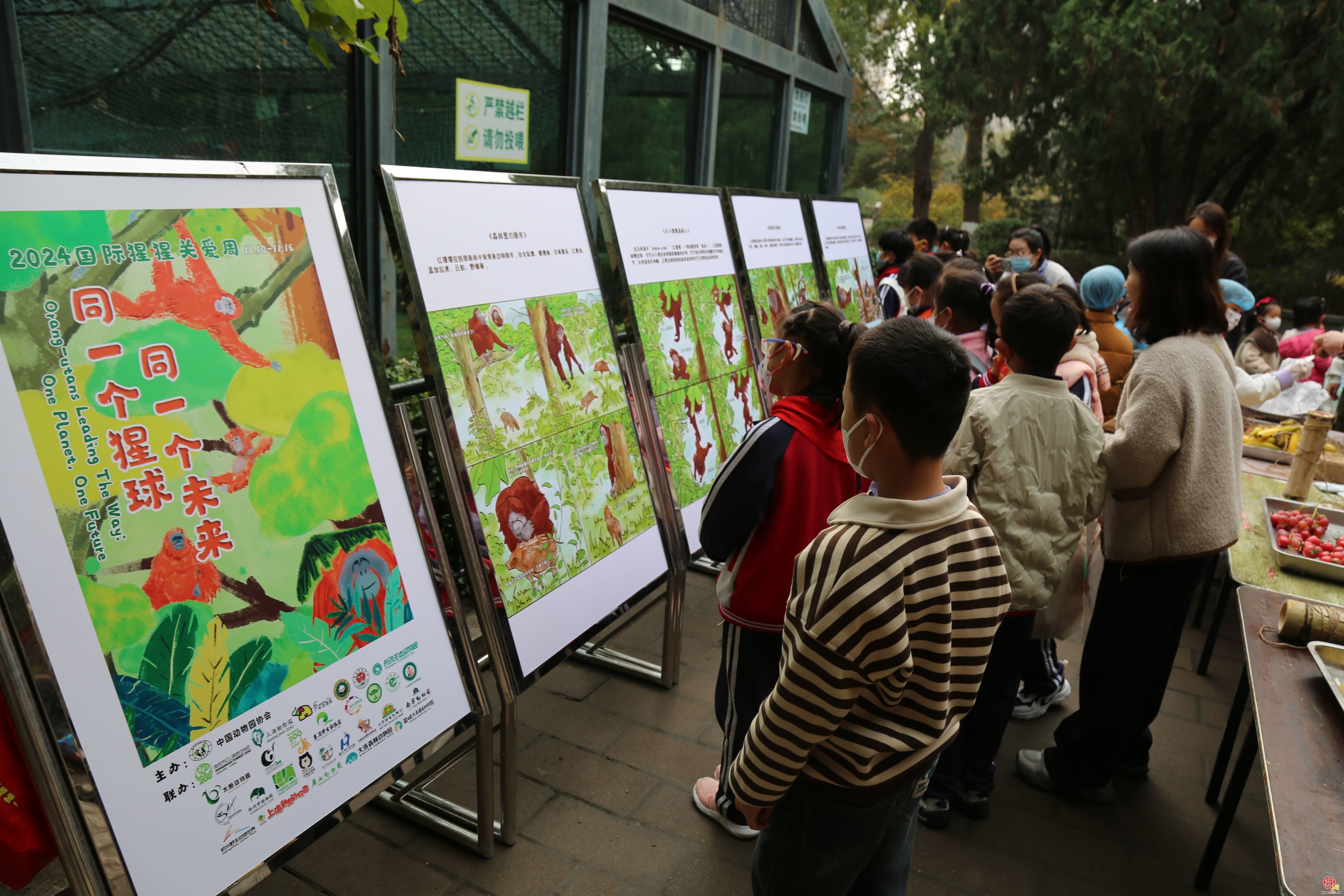 济南动物园：守护“森林人” 一起猩猩相印