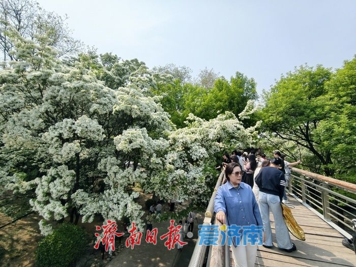 一年四季 泉在济南｜泉城公园流苏盛放，风过枝头满是温柔