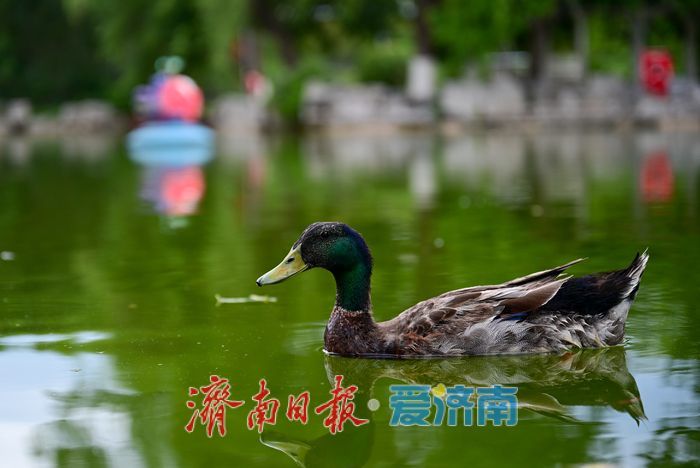 一年四季 泉在济南丨游泉城公园，静享城市“慢生活”