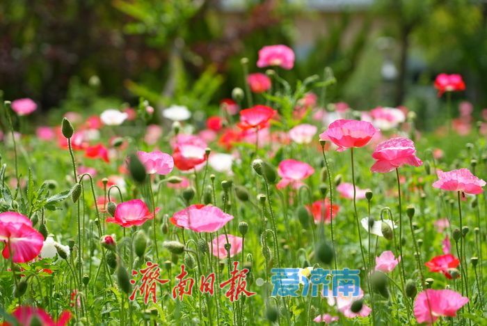 一年四季 泉在济南｜五彩虞美人绽放英雄山，游客沉醉花海忙定格