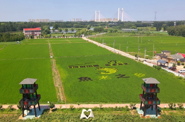 “稻田画”扮靓初秋泉城乡村
