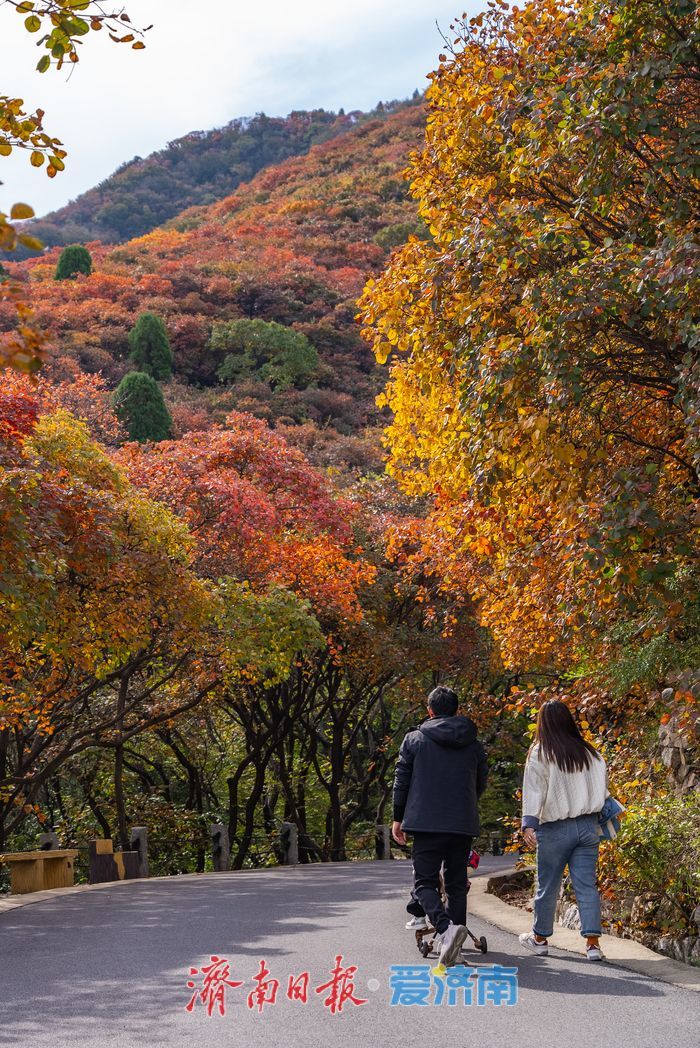 万山红遍，层林尽染！济南红叶谷进入最佳观赏期