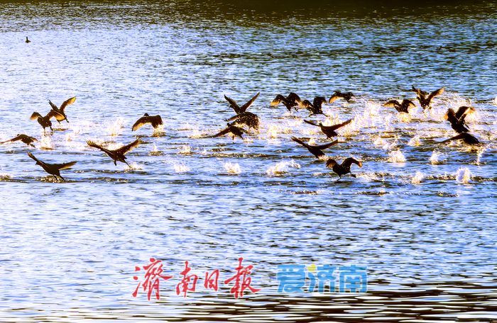 大批白骨顶鸡“组团”抵达嬴汶河 准备越冬