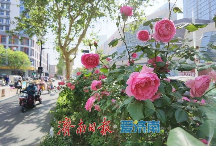 泉城街头繁花似锦，蔷薇月季次第绽放扮靓城市春光