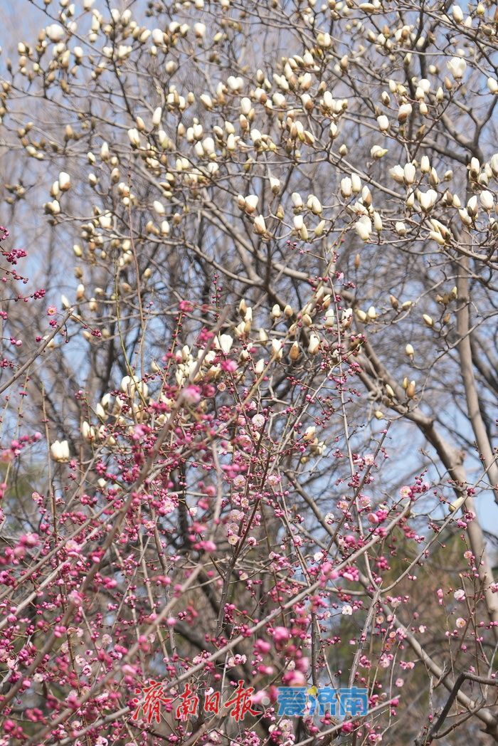济南大明湖畔玉兰花红梅竞放 春日盛景引游客打卡