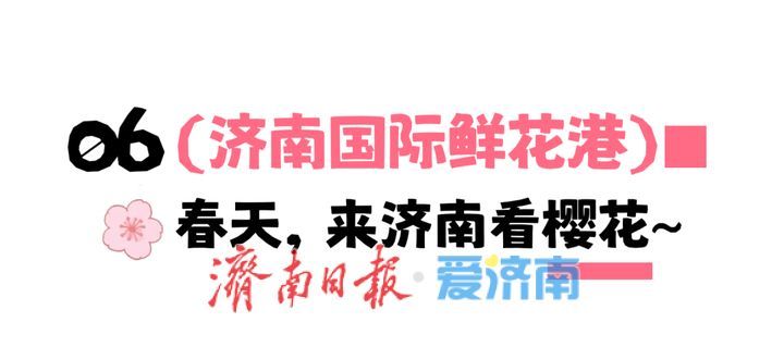 接下来，济南的人设是“樱花主理人”