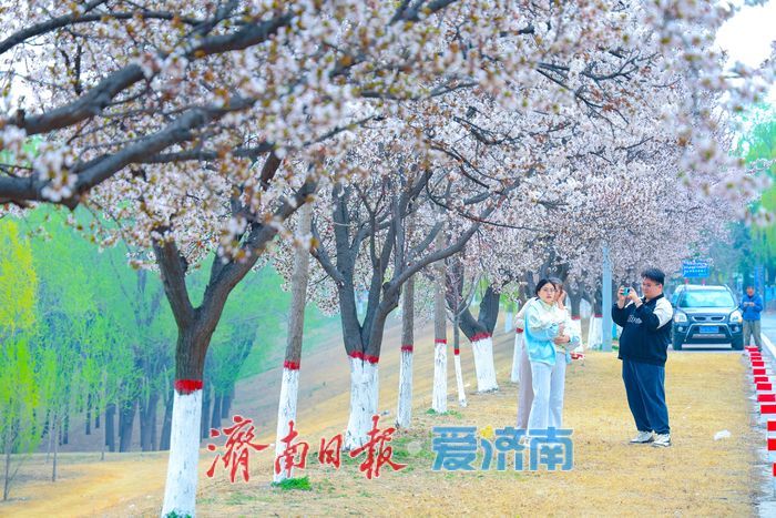一年四季 泉在济南丨三十里花廊醉春风 济南黄河大道紫叶李进入最佳观赏期