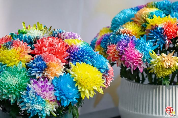 第46届趵突泉金秋菊展即将点亮泉城秋色