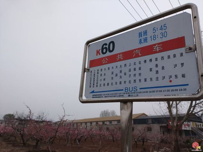开往春天的巴士！济南公交K60路邀您共赴一场“桃花之约”