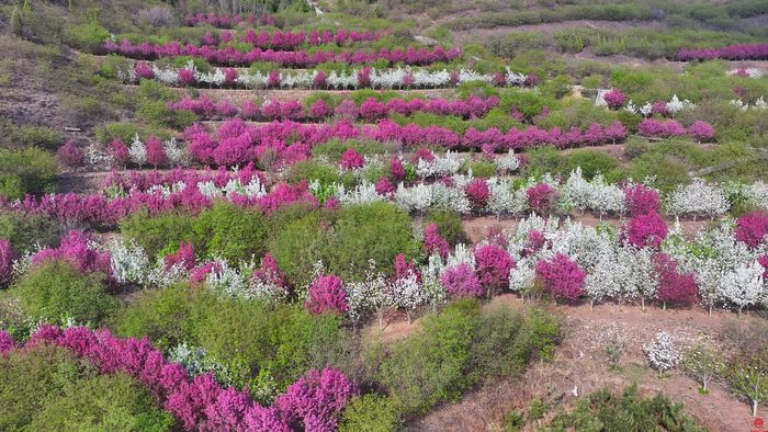 如诗如画 海棠依旧