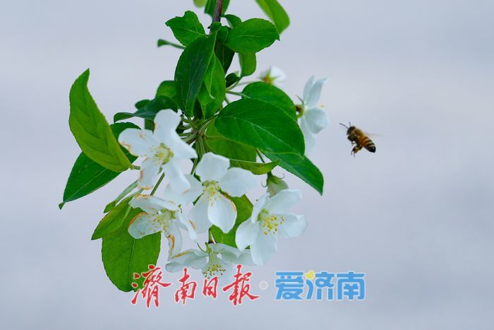 一年四季 泉在济南丨济南超算中心旁海棠盛放 东部科创走廊添春日诗意
