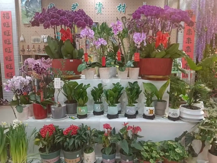 赏花购年货一站式解锁，济南公园里的新春盛典来啦