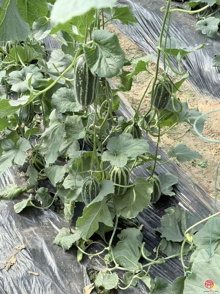 高官寨甜瓜季启动在即 新农人晒出“产业账本”亩产值超2万元