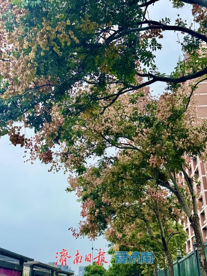 一年四季 泉在济南丨济南经十路：栾树花开添秋色