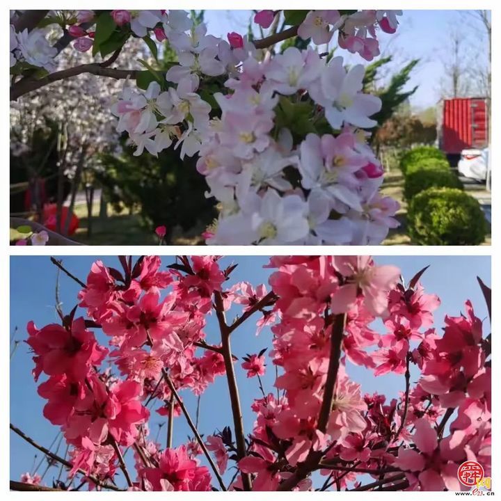 “马”上开花！章丘城区公园赏花地图出炉，开启春日好时光！