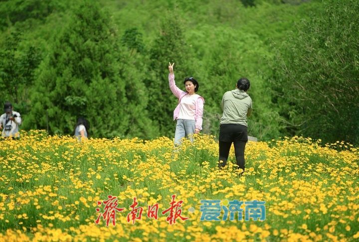 一年四季 泉在济南丨一年一度别错过！初夏时节泉城金鸡菊花海美爆了