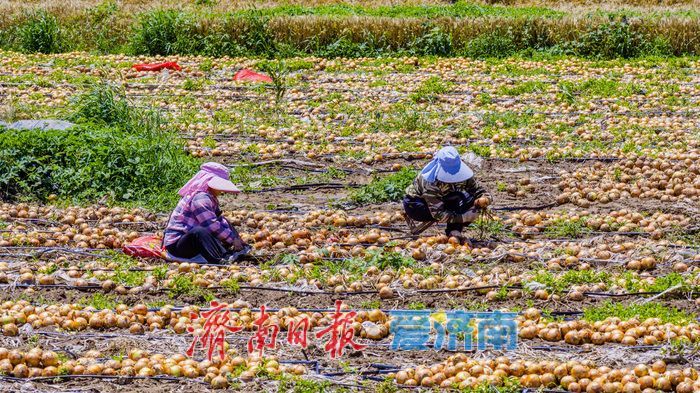 槐荫区玉清湖街道小杨庄洋葱喜获丰收 硕果飘香助农增收