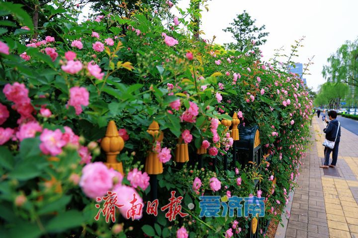 一年四季 泉在济南丨繁花满墙醉游人 蔷薇绽放扮靓泉城