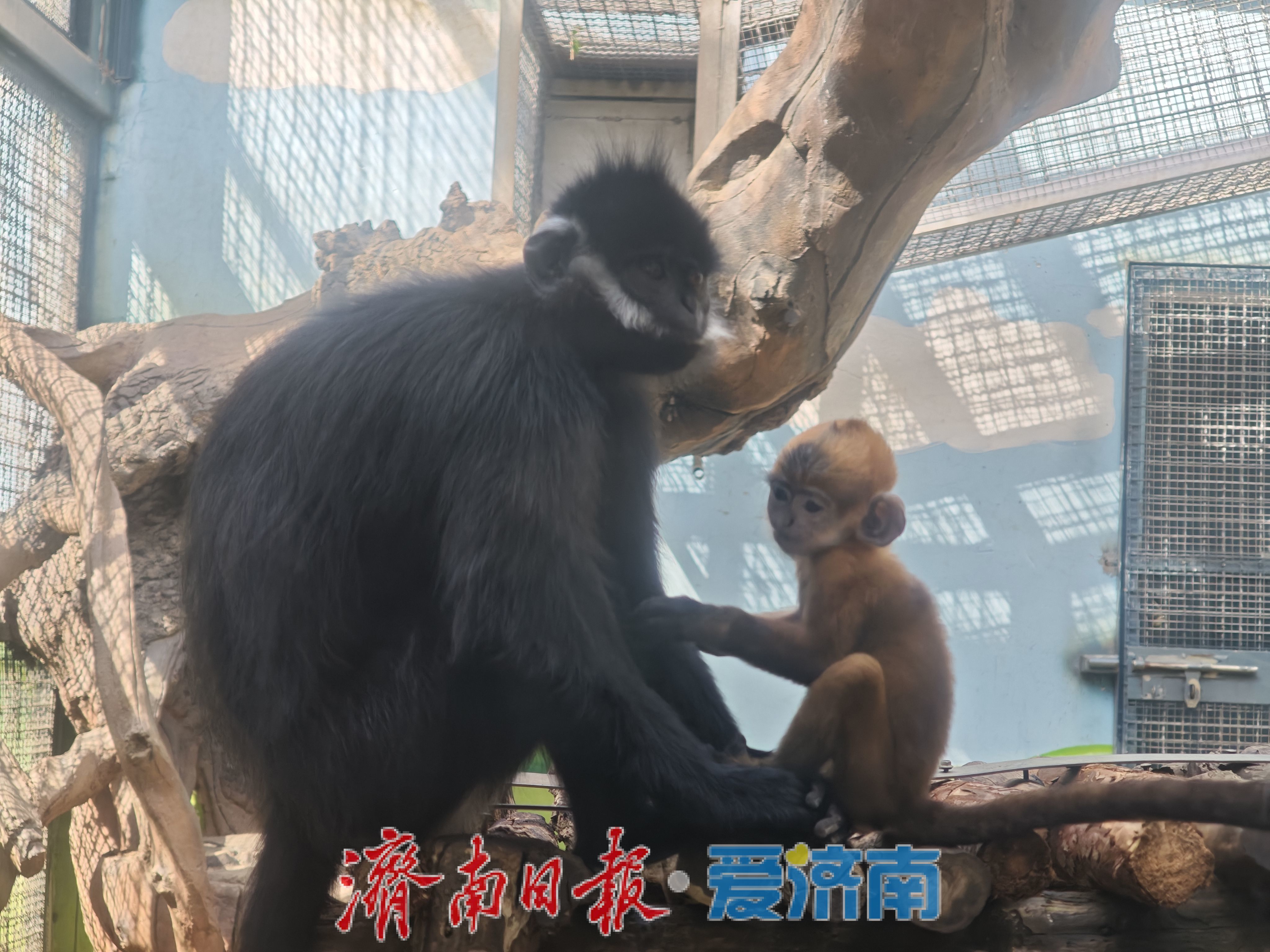 济南动物园高颜值猴宝宝“小龙”走红，头顶渐黑，打卡要趁早