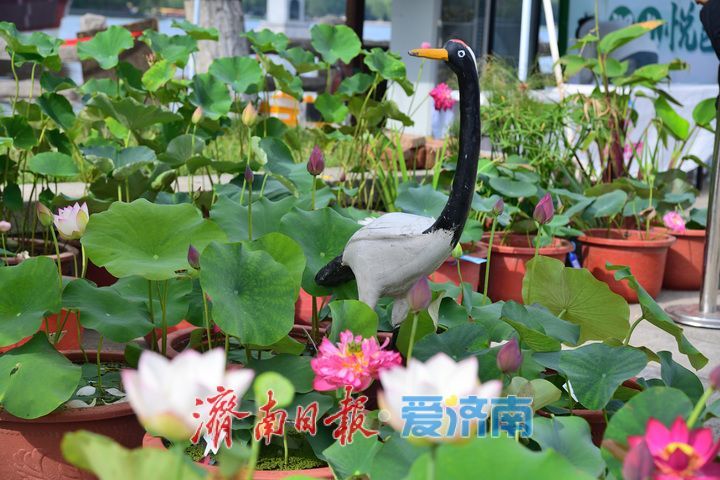 湖光悦色·荷映泉城！济南市第40届荷花艺术节7月3日灿烂启幕