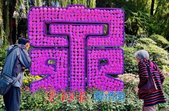 一年四季 泉在济南丨趵突泉菊展抢先看，打卡“不做菊外人”