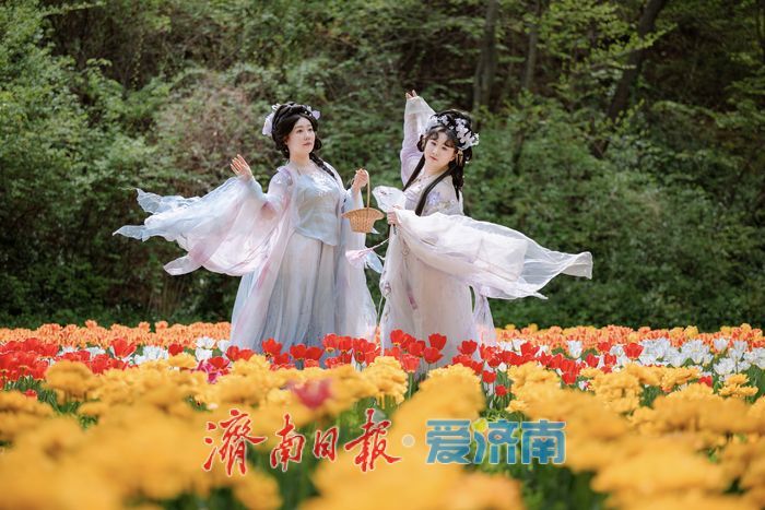 一年四季 泉在济南丨泉城春满山谷间！济南红叶谷郁金香与二月兰织就春日浪漫图景