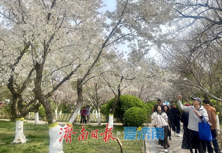一年四季 泉在济南丨泉畔春樱盛 五龙潭变“打卡”胜地